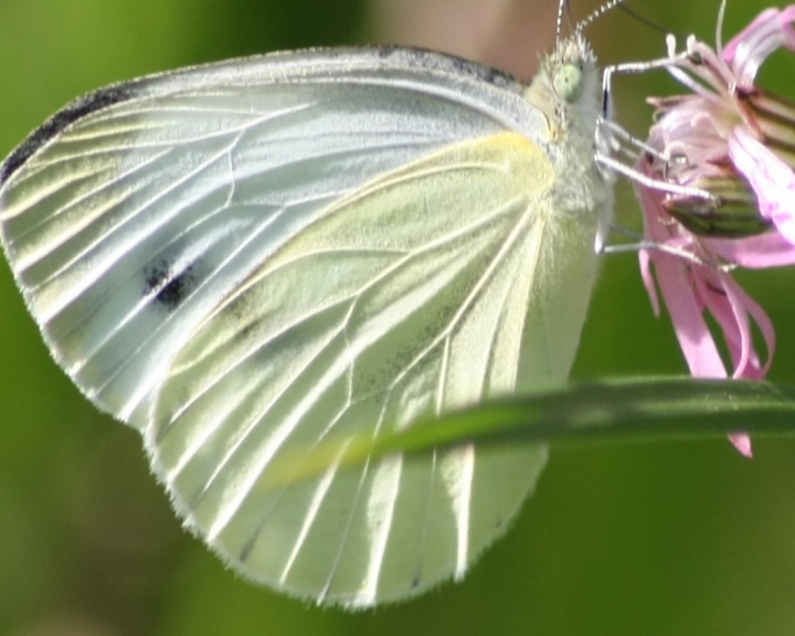 Pieris napi?